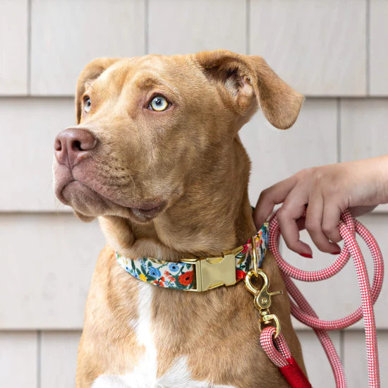 pittie wearing garden party dog collar