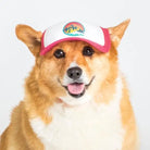 corgi with pink trucker hat