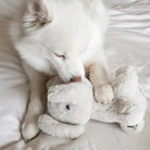 White dog playing with plush toy