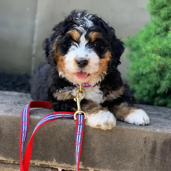 anchors aweigh collar styled
