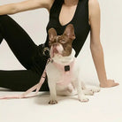 A French Bulldog wearing a pink harness attached to leash next to a person 