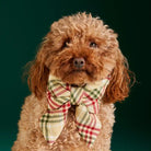 Dog wearing a plaid bow tie against a green background