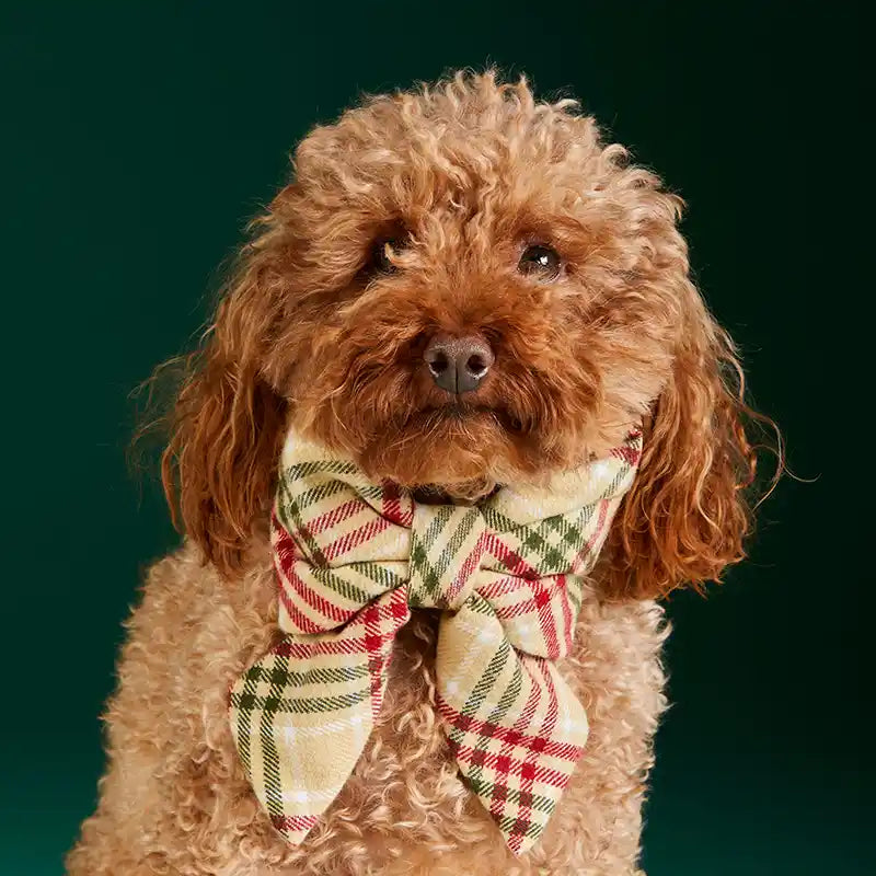 Dog wearing a plaid bow tie against a green background
