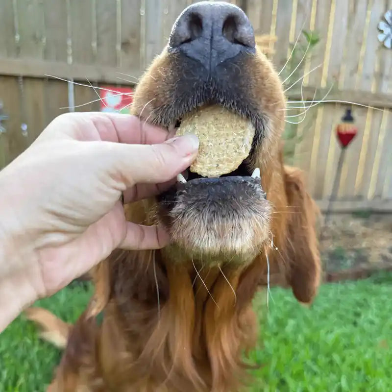 Hand feeding a dog a Farm to Pet Fish Chip treat.