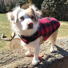 Buffalo Check Fleece Lined Dog Coat lifestyle
