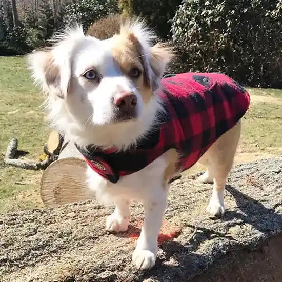 Buffalo Check Fleece Lined Dog Coat lifestyle