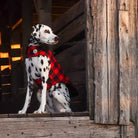 Buffalo Check Fleece Lined Dog Coat lifestyle dalmation