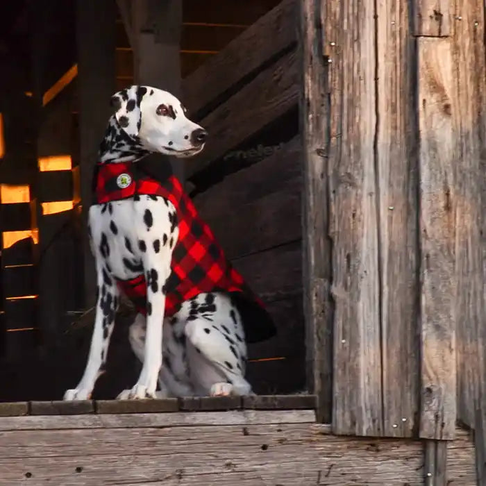 Buffalo Check Fleece Lined Dog Coat lifestyle dalmation