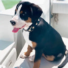 dog wearing heart of gold dog collar lifestyle image