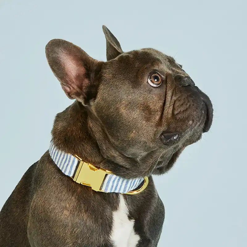 frenchie wearing lake blue stripe collar