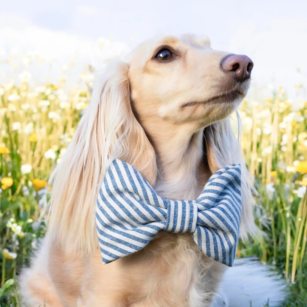 striped blue dog bow tie on dachsund