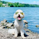 up country Lime Green Gingham Dog Collar styled