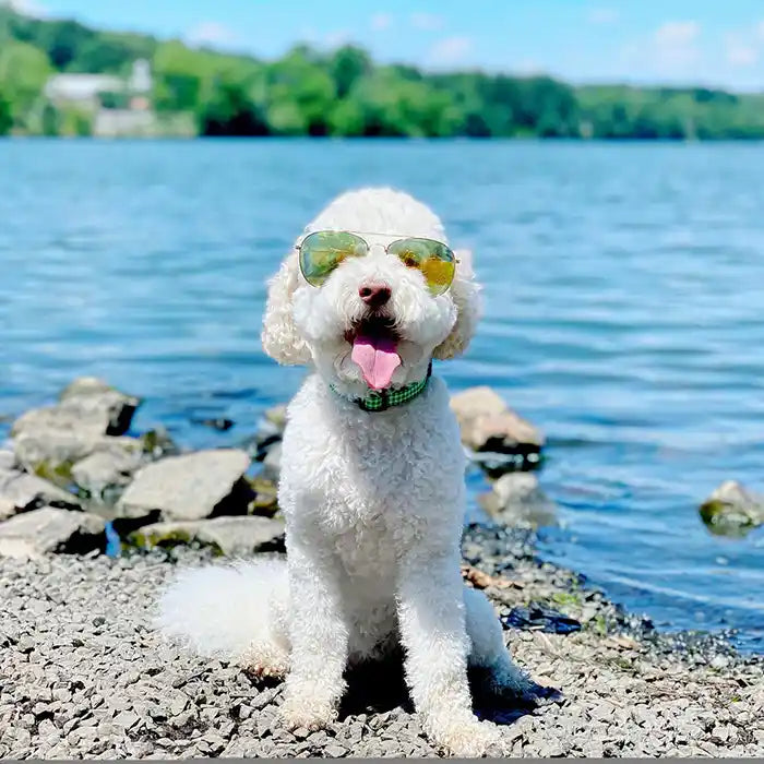 up country Lime Green Gingham Dog Collar styled