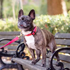 frenchie wearing LOVE dog collar