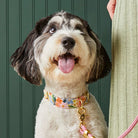 marguerite floral dog collar