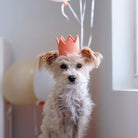 dog wearing peach felt crown