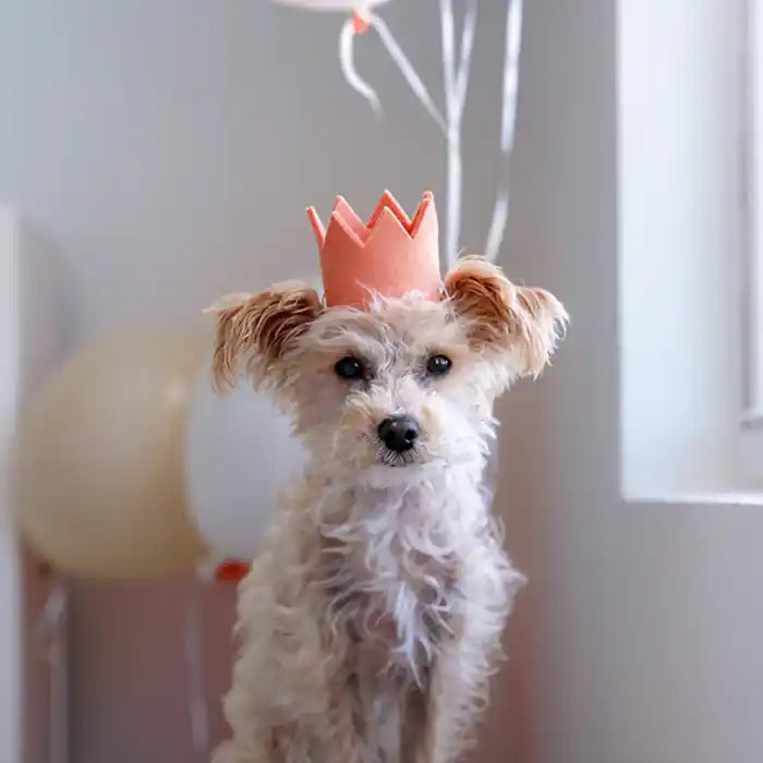 dog wearing peach felt crown