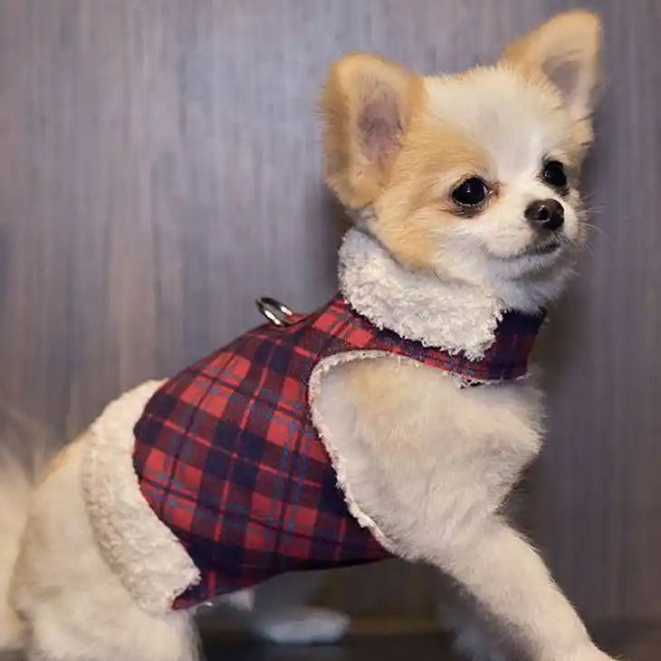 chihuahua wearing Susan Lanci Plaid Scotty Bowzer Dog Coat in chestnut red