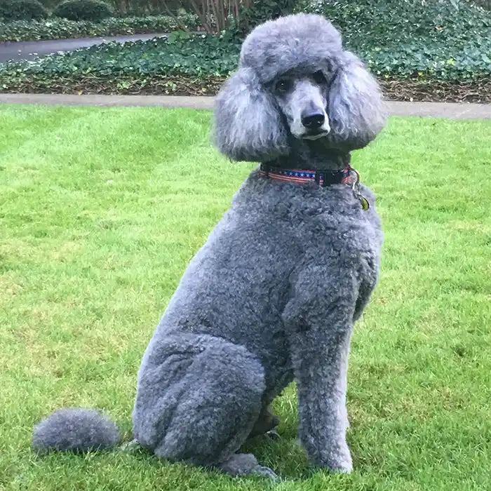 stars and stripes dog collar on poodle