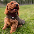 up country green tween dog coat lifestyle