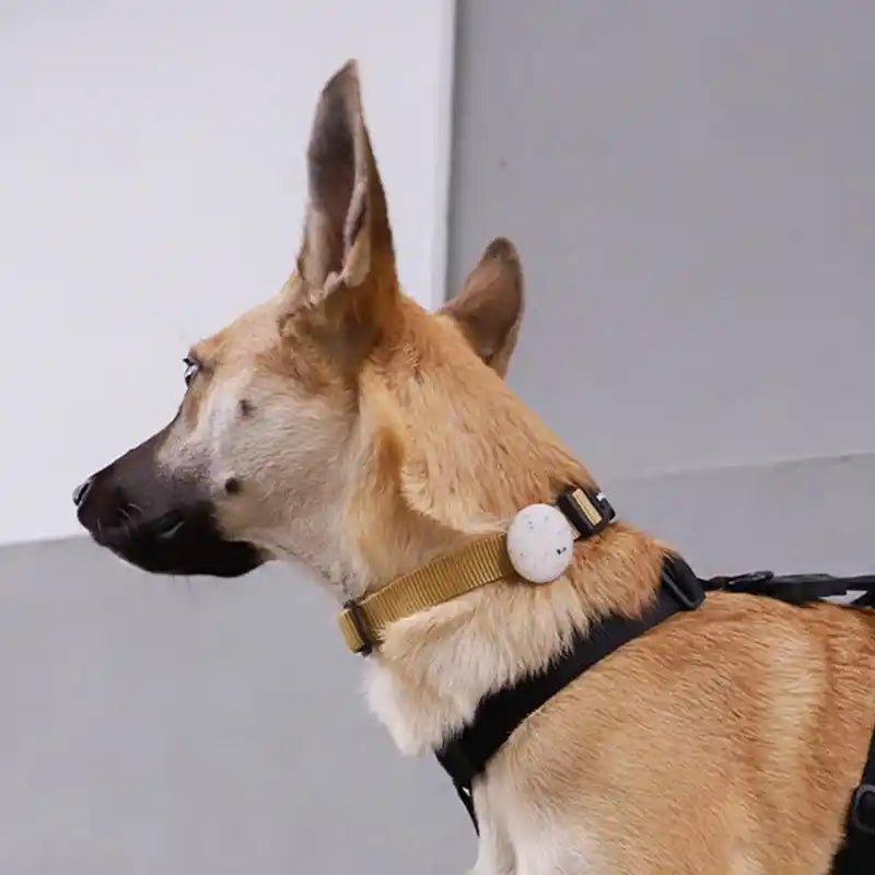 air tag holder on a collar 