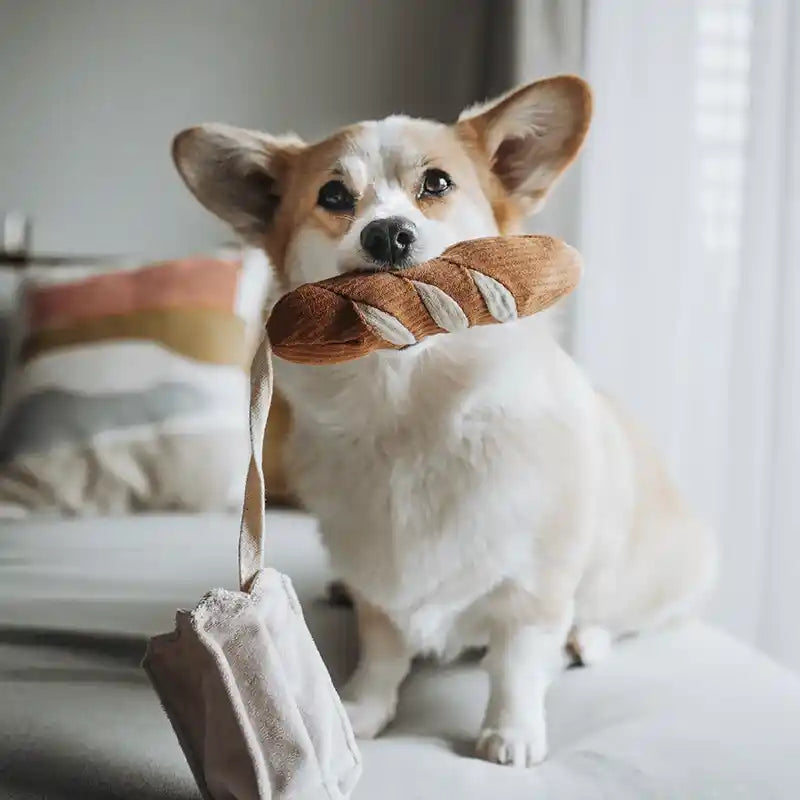 corgi with mini baguette dog toy