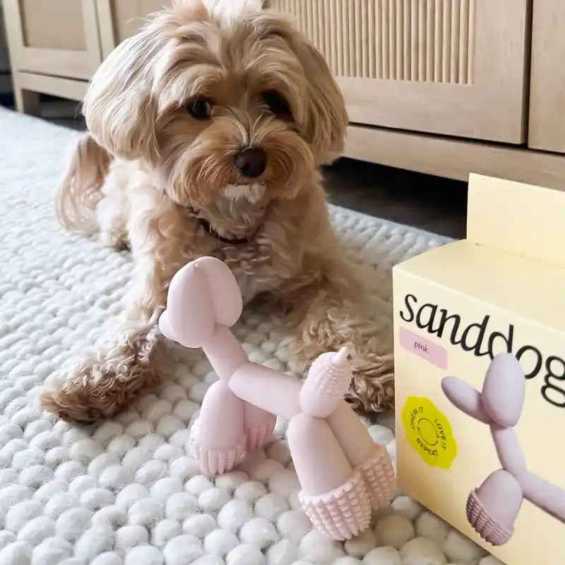 Small dog sitting next to a pink dog toy and its packaging on a textured surface.
