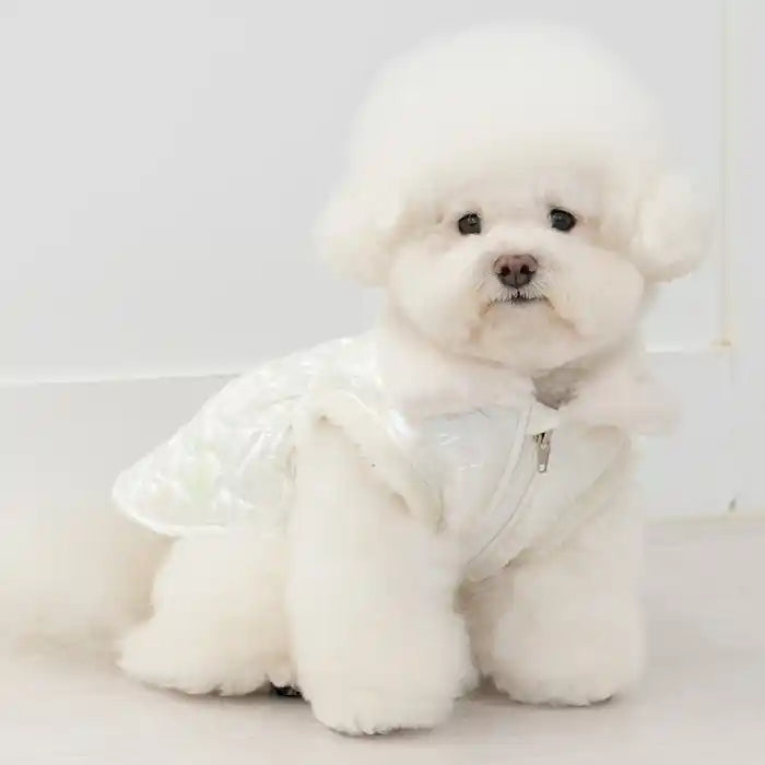 bichon wearing relective heart jacket