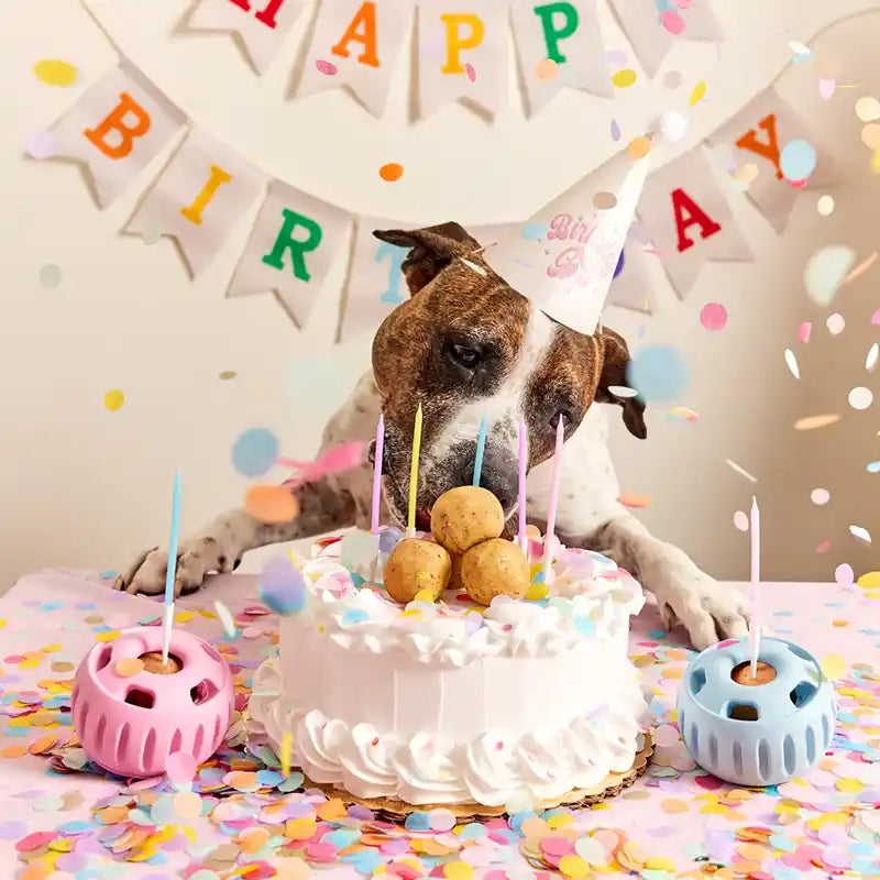 Dog celebrating a birthday with a cake with woof pops, pupsicles with candles, and confetti.