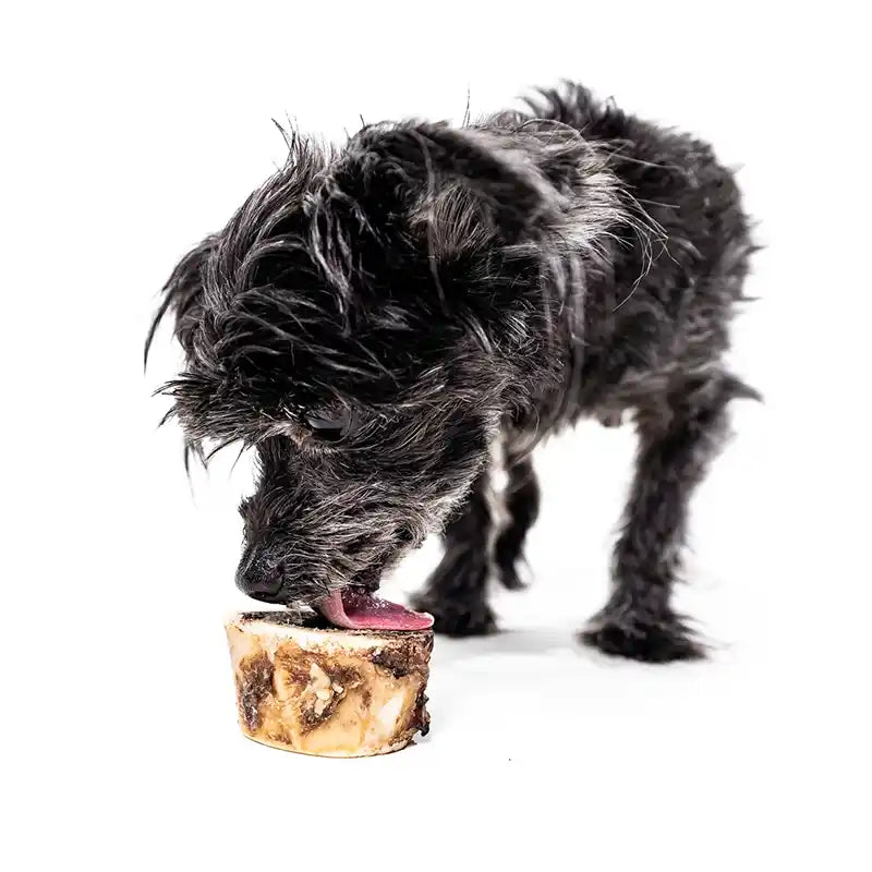 dog licking bison bone