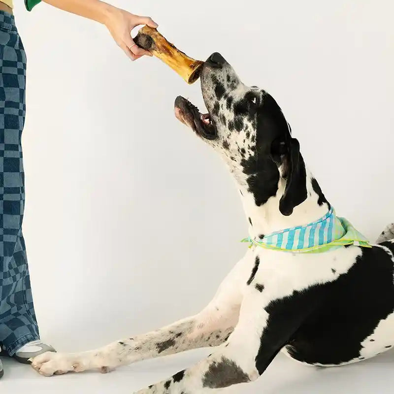 Winnie Lou Bison Marrow Dog Bone – MiAMORE PETS