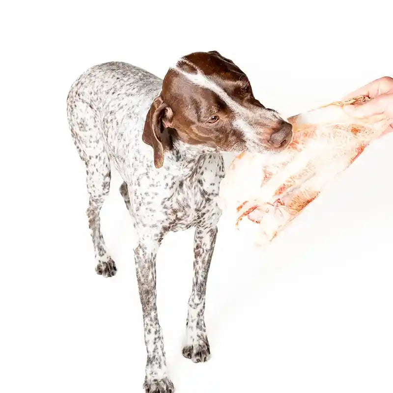 dog taking bison scapula dog chew treat