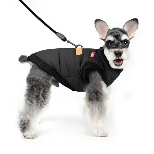 schnauzer wearing charlie's backyard harness jacket in black 