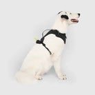 side view of dog wearing black everything neoprene harness