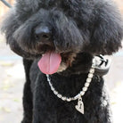 dog wearing whisker link heart an bone tag