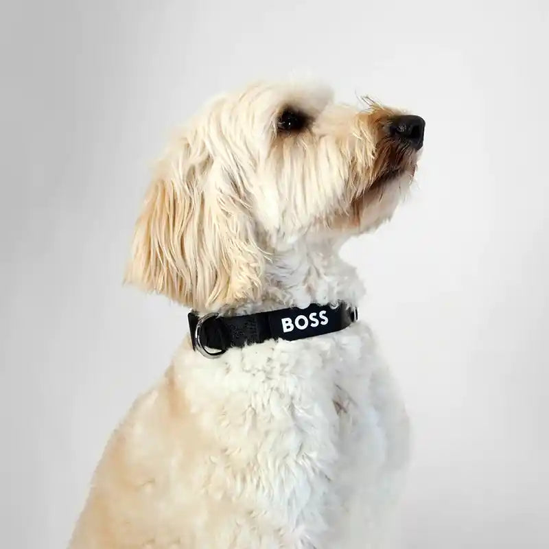 dog wearing boss dog essentials collar