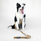 boss dog essentials leash in tan styled