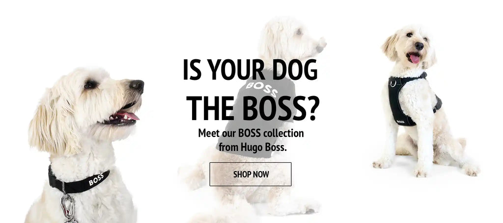 hugo boss BOSS dog accessories