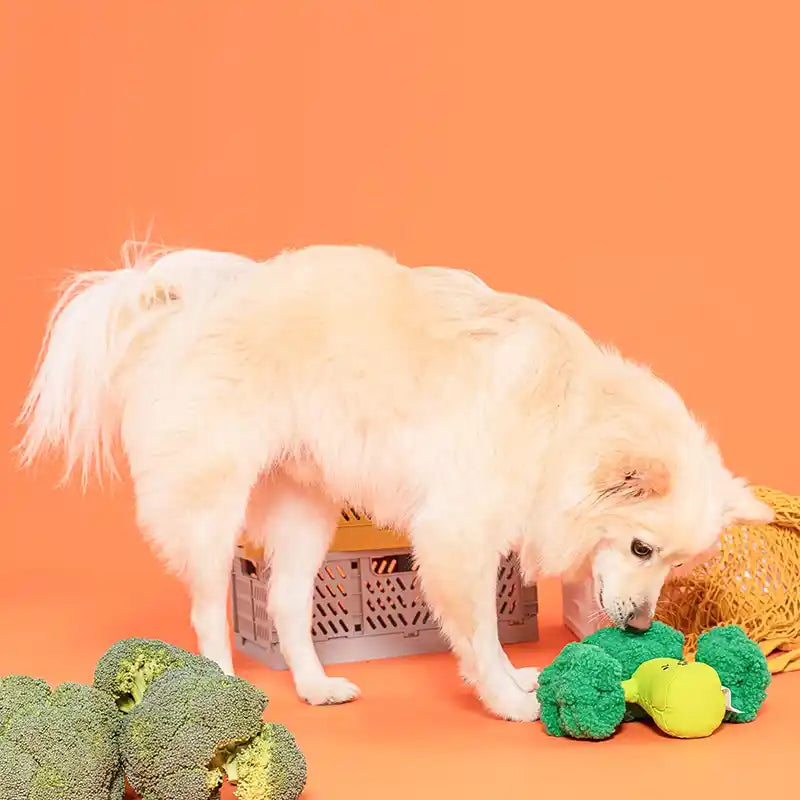 dog sniffing broccoli toy