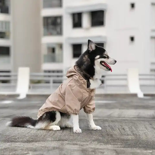dog wearing Beige "Brooklyn" Dog Rain Jacket
