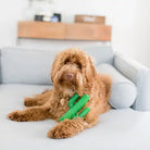 Dog playing with a green cactus-shaped toy on a light blue couch.