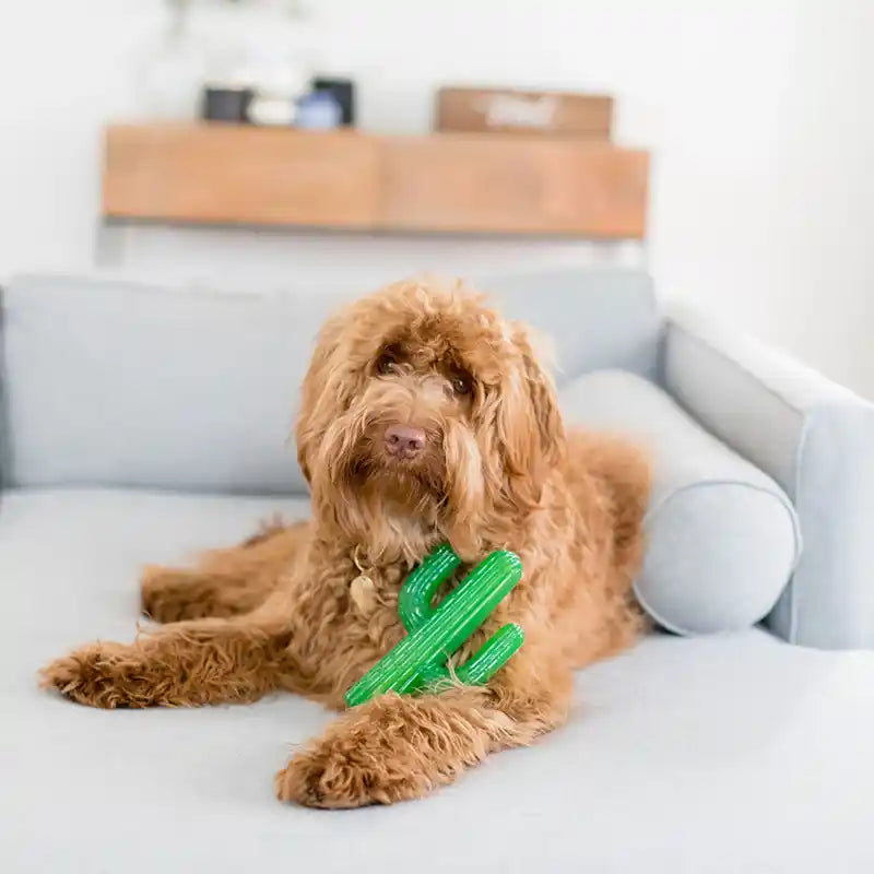 Dog playing with a green cactus-shaped toy on a light blue couch.