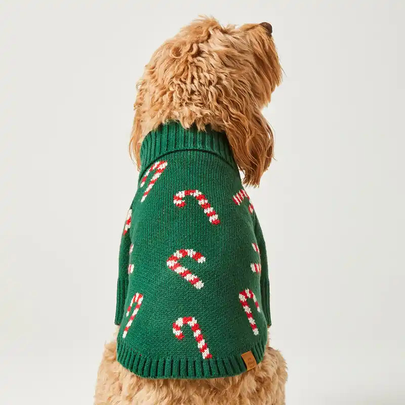 Back view of doodle wearing Evergreen Candy Canes Foggy Dog Sweater