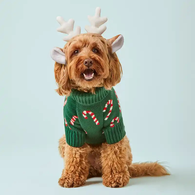 Front view of doodle wearing antler ears head band and Evergreen Candy Canes Foggy Dog Sweater