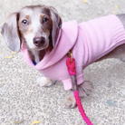 Dachsund wearing a pink cashmere hoodie on a leash