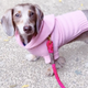 Dachsund wearing a pink cashmere hoodie on a leash