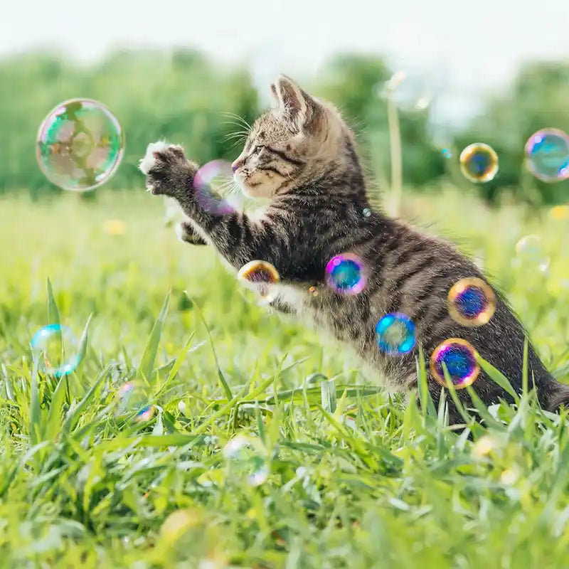 cat playing with bubbles