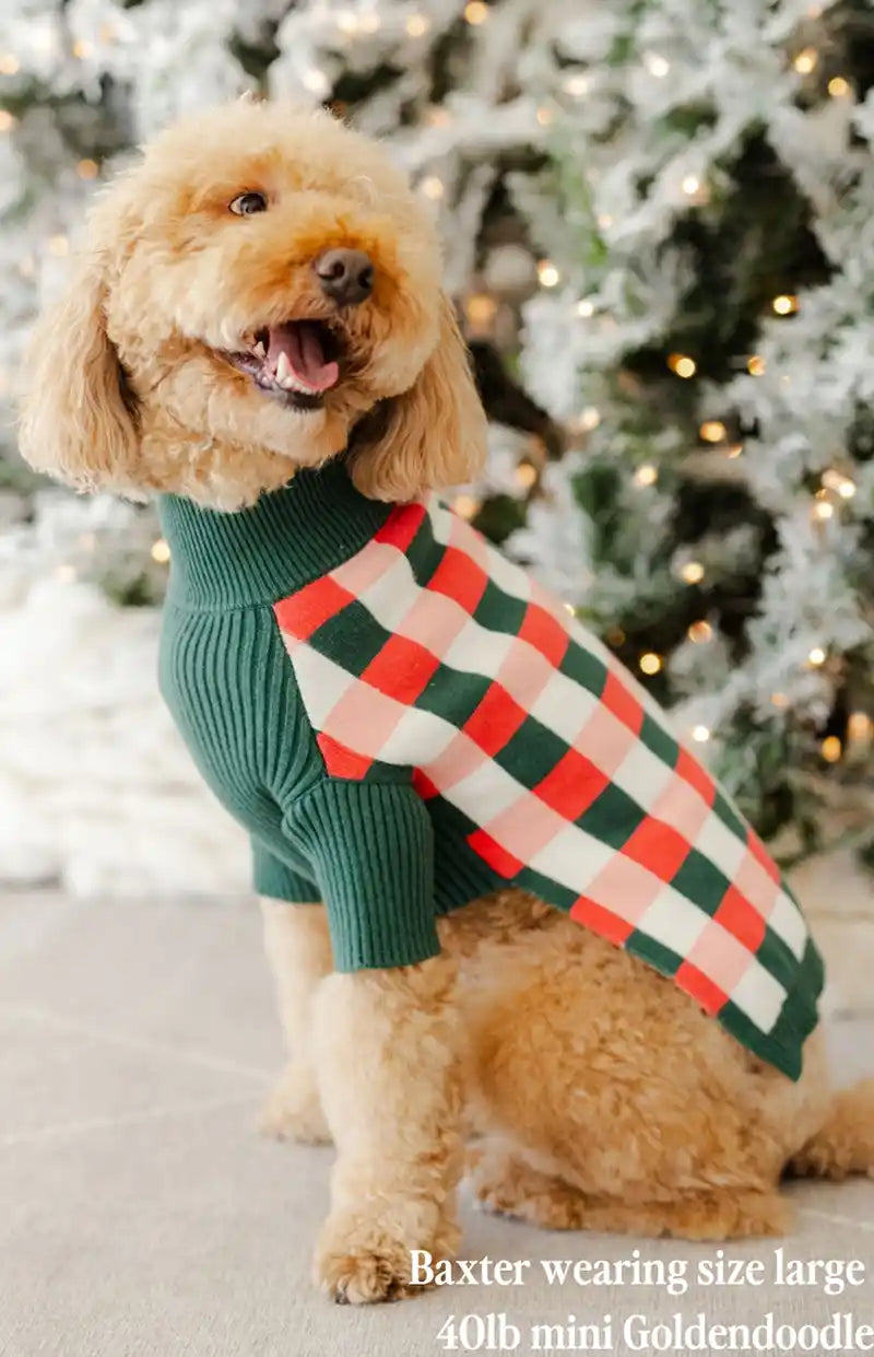 Dog wearing a green sweater with a checkered pattern in front of a decorated Christmas tree.