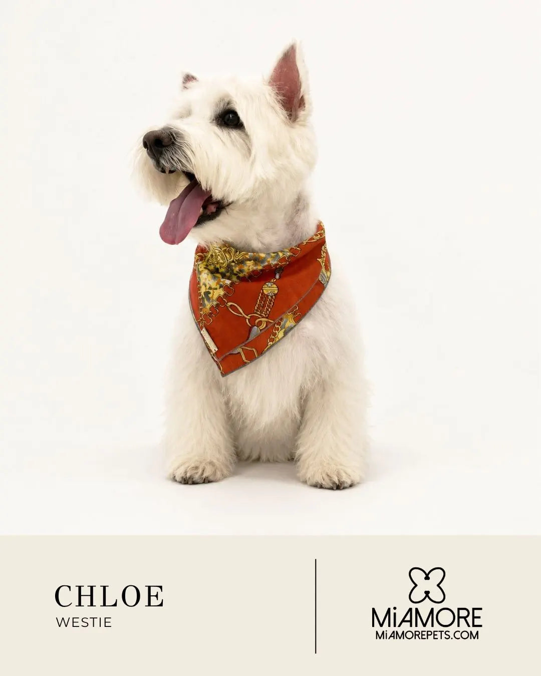 A white Westie dog named Chloe sits on a white studio background wearing a rust-orange bandana with a gold chain pattern. The bottom of the image features a beige banner with the text 'CHLOE WESTIE' and the 'MIAMORE' brand logo.