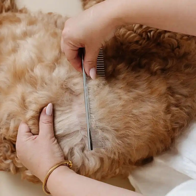 Person grooming a dog with a comb on a soft surface